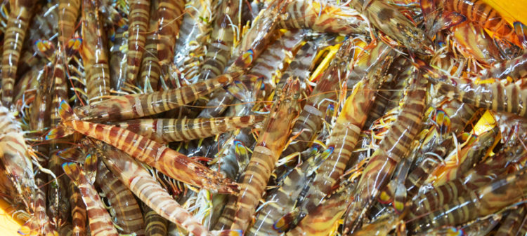 日輪養魚有限会社